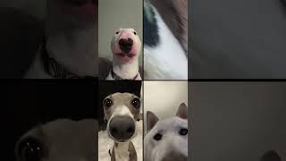 Dogs FaceTime dogs sleep cute meme [upl. by Savill]