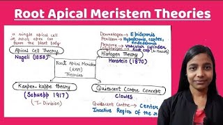 Root Apical Meristem theories  Quiescent Centre theory  Korper Kappe theory  By Jyoti Verma [upl. by Aicilyt]