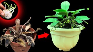 HOW TO REGROW ORCHID ROOTS FAST  VANDA ORCHID WITH NO ROOTS [upl. by Aiken]