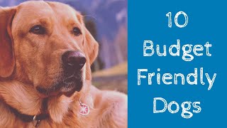 Top 10 Cheapest Dog Breeds In India 2020 Updated [upl. by Carny]