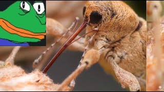 Forsen reacts to This Weevil Has Puppet Vibes But Drills Like a Power Tool  Deep Look [upl. by Wolfie]