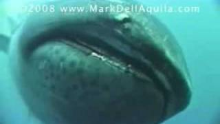 Megamouth Shark [upl. by Yila353]