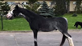 FOR SALE black sabino rabicano stallion 2016 [upl. by Ednew474]