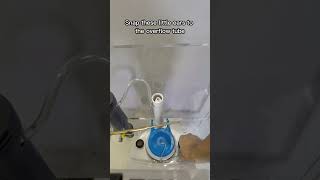 How to DIY Replace the Flapper on Your Toilets Flush Valve  Install Tutorial link in description [upl. by Eerrehs343]