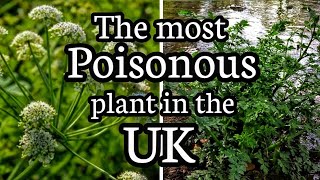 Hemlock water dropwort The most poisonous plant in the UK [upl. by Gniy]