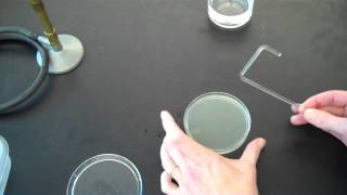 How to plate bacteria [upl. by Balsam]