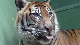 Tiger feeding time at the Prague Zoo  プラハ動物園でスマトラトラの餌の時間 [upl. by Buxton745]