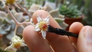 Pollinating Echeveria and Graptopetalum Succulent Plant Flowers [upl. by Milinda]