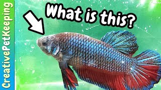 Mysterious betta fish skin disease [upl. by Griffin606]