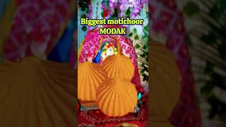 Biggest motichur Modak  a festive delight shortvideo shorts modak [upl. by Nibbs358]