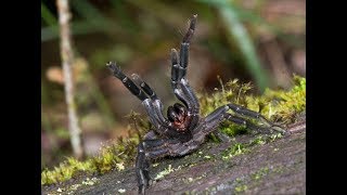 Phlogiellus pelidnus from Sabah  Borneo in Nature [upl. by Schoenburg]