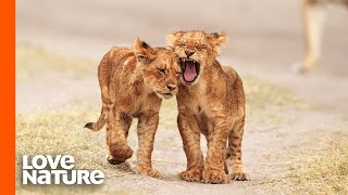 Lion Cubs Go On Their First Adventure [upl. by Annabelle808]