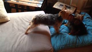 Silky Terrier and Yorkie playing [upl. by O'Meara]