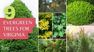 9 Evergreen Trees to Grow in Virginia for Shade amp Privacy [upl. by Copeland]