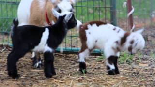 Baby Goats Playing and Jumping [upl. by Lanoil]