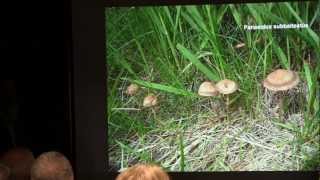 Paul Kroeger  The History of Psilocybin Containing Magic Mushrooms [upl. by Ruprecht]