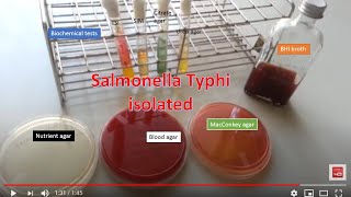 Salmonella Typhi isolated from Blood specimen from patient [upl. by Prosper]