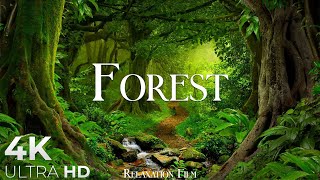 Forest 4K • Nature Relaxation Film • Peaceful Relaxing Music • 4k Video UltraHD [upl. by Siravart]