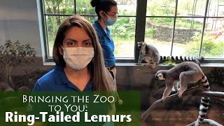 Bringing the Zoo to You RingTailed Lemurs [upl. by Nogas]