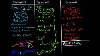 Immunology  Granulocytes Function Neutrophils Basophils Eosinophils [upl. by Nolahp]