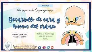 Desarrollo de Cara y los Huesos del Cráneo I Laboratorio de Embriología BUAP [upl. by Anyahs974]