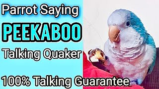 Teach Your Parrot to Say Peekaboo  How To Teach Your Parrot To Talk  Talking Parrot quakerparrot [upl. by Akemot]