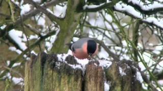 Bullfinch Singing [upl. by Derriey]