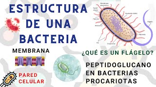 Estructura de una bacteria facil y rapido l ESTRUCTURA BACTERIANA l estructura de las bacterias 2021 [upl. by Ronal]