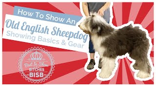 How to Show an Old English Sheepdog at a Dog Show [upl. by Kolva]