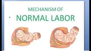 Obstetrics 167 Mechanism of Labor Normal How does baby delivery fetus movement head newborn [upl. by Aehcim]