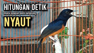 murai batu gacor AMPUH buat PANCINGAN murai batu agar bunyi JADIKAN burung murai gacor EMOSI NYAUT [upl. by Imat668]