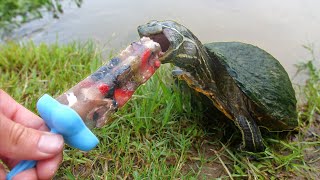 Turtles Love Popsicles [upl. by Cantu]