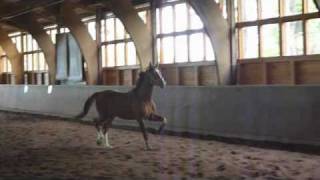 wwwreitschulesandbrinkde 2 year old stallions and mares Dressage [upl. by Nadabus]