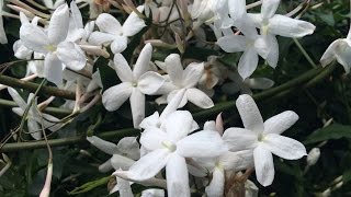 Growing Winter Jasmine Jasminum polyanthum [upl. by Virgil645]