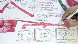 Immunology Map VI  Humoral Immunity [upl. by Anit]