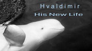 Hvaldimir the amazing Beluga  His new life [upl. by Pearce]