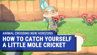 Animal Crossing New Horizons  How to Catch a Mole Cricket [upl. by Eaton]