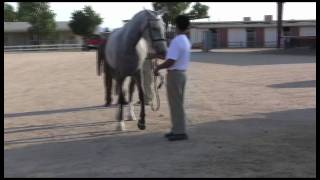 Irish Draught Horse Breed Video [upl. by Nileve]