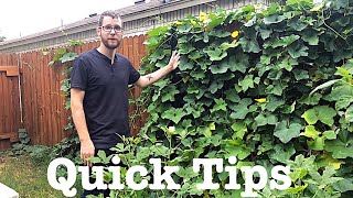 How to Grow a Luffa Plant [upl. by Anirbak]