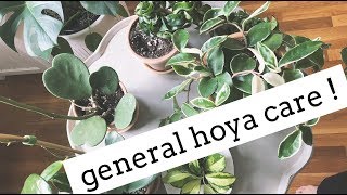 hoya plant care tips  easy care house plants [upl. by March]