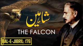 BaleJibril 176  The Falcon  Shaheen  Allama Iqbal  Iqbaliyat  AadhiBaat [upl. by Greenberg]