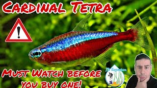 Cardinal Tetra care guide all you need to know before you go and buy one You must watch JR Aquarium [upl. by Euqinay511]