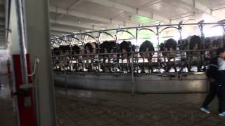 Waikato Milking Systems 2 Side by Side Milking Platforms for Mengniu China [upl. by Morrill659]