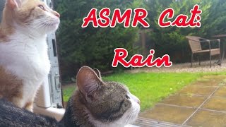 ASMR Cat Rain on Conservatory Nature Sounds no talking [upl. by Neimad]