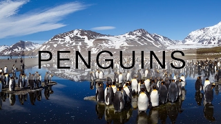 Thousands of penguins on South Georgia island [upl. by Lull773]