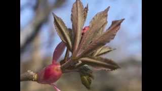 Plant portrait  Red buckeye Aesculus pavia [upl. by Westley]