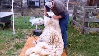 Sheep Shearing Demonstration [upl. by Resarf]