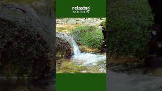 Relaxing Forest Creek  Water Sounds for Sleep Study Relaxation Meditation shorts nature [upl. by Carpet]