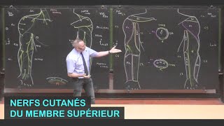 Anatomie des nerfs cutanés du membre supérieur Membre supérieur 19 [upl. by Nuahsad]