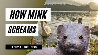 The Animal Sounds Mink Screams  Sound Effect  Animation [upl. by Retla185]